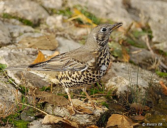 Animali 349